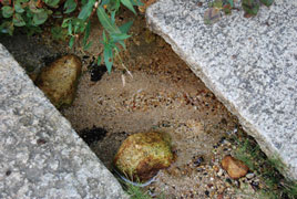 �����̗N��